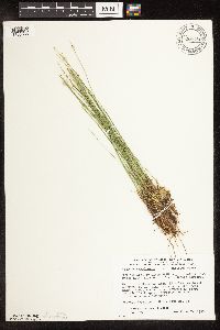 Trichophorum cespitosum image