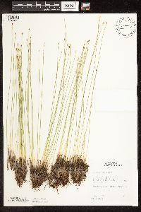 Trichophorum cespitosum image