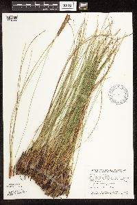 Trichophorum cespitosum image