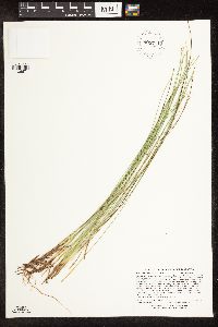 Trichophorum cespitosum image