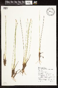 Trichophorum cespitosum image