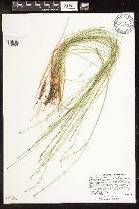Trichophorum cespitosum image