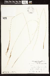 Trichophorum cespitosum image