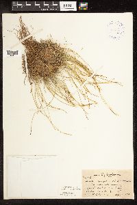 Trichophorum cespitosum image