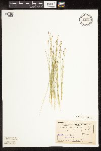 Trichophorum cespitosum image