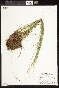 Trichophorum cespitosum image