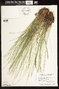 Trichophorum cespitosum image