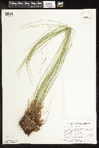 Trichophorum cespitosum image