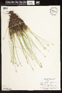 Trichophorum cespitosum image