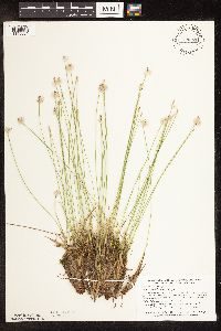 Trichophorum cespitosum image