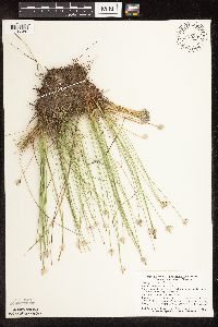 Trichophorum cespitosum image
