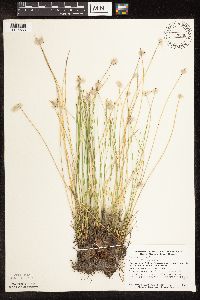 Trichophorum cespitosum image