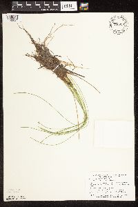 Trichophorum cespitosum image