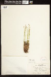 Trichophorum cespitosum image
