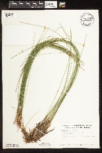 Trichophorum cespitosum image