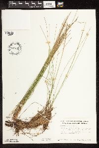 Trichophorum cespitosum image