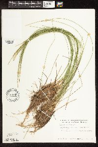 Trichophorum cespitosum image