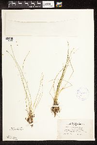 Trichophorum cespitosum image
