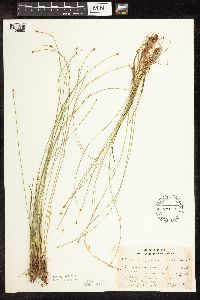 Trichophorum cespitosum image