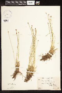 Trichophorum cespitosum image