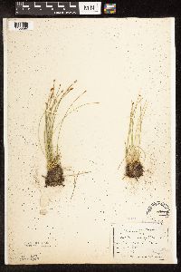 Trichophorum cespitosum image