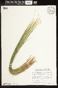 Trichophorum cespitosum image
