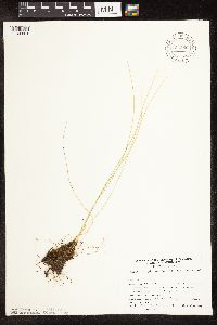 Trichophorum cespitosum image