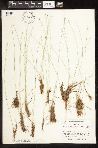 Trichophorum cespitosum image