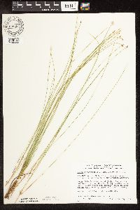 Trichophorum cespitosum image