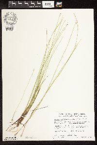 Trichophorum cespitosum image