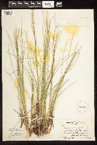 Trichophorum cespitosum image