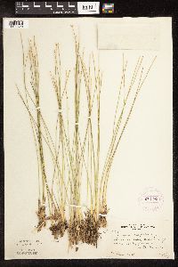 Trichophorum cespitosum image