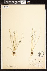 Trichophorum cespitosum image
