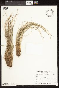 Trichophorum cespitosum image