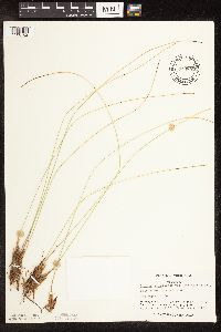 Trichophorum cespitosum image