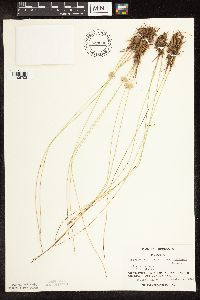 Trichophorum cespitosum image