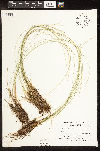 Trichophorum cespitosum image