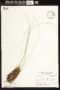 Trichophorum cespitosum image