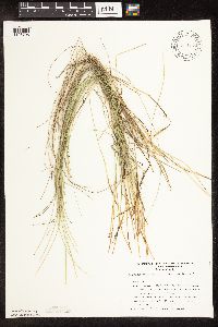 Trichophorum cespitosum image