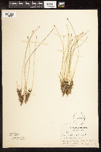 Trichophorum cespitosum image