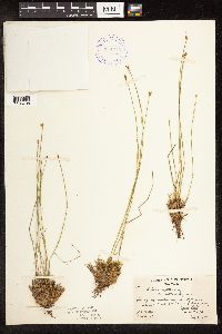Trichophorum cespitosum image