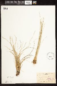 Trichophorum cespitosum image