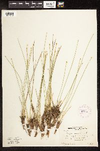 Trichophorum cespitosum image