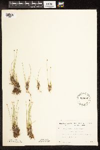 Trichophorum cespitosum image