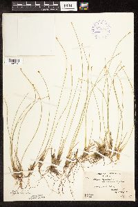 Trichophorum cespitosum image