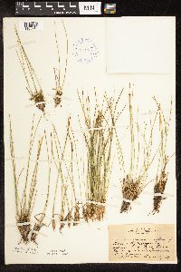 Trichophorum cespitosum image