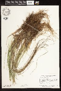 Trichophorum cespitosum image