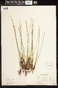 Trichophorum cespitosum image