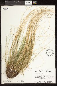 Trichophorum cespitosum image