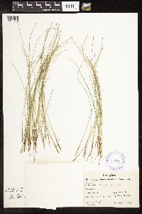 Trichophorum cespitosum image